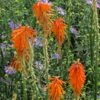 Dwarf Red Hot Poker -Garden Wonders kniphofia triangularis biennial aster