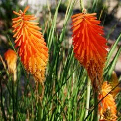 Dwarf Red Hot Poker -Garden Wonders kniphofia triangularis mike davvy