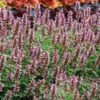 Kudos™ Silver Blue Agastache -Garden Wonders kudos silver blue agastache 1