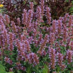 Kudos™ Silver Blue Agastache 7 Kudos™ Silver Blue Agastache -Garden Wonders kudos silver blue agastache 3