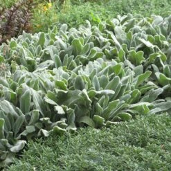 Helen Von Stein Lamb's Ear -Garden Wonders lambs ear helen von stein 1