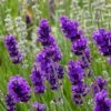 FlowerKisser® After Midnight English Lavender -Garden Wonders lavander angustifolia after midnight 2 cc cropped 2