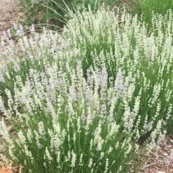 FlowerKisser® Delft Blue & White English Lavender -Garden Wonders lavandula angustifolia flowerkisser delft blue and white flowers