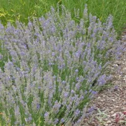 FlowerKisser® Delft Blue & White English Lavender -Garden Wonders lavandula angustifolia flowerkisser delft blue and white whole plant garden