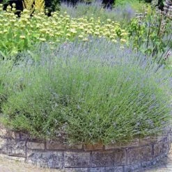 Hardy Jerusalem Sage (Phlomis) 7 Hardy Jerusalem Sage (Phlomis) -Garden Wonders lavandula angustifolia phlomis russeliana lampwick plant