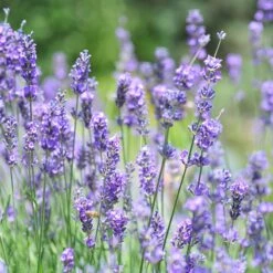 Vera English Lavender -Garden Wonders lavandula angustifolia vera