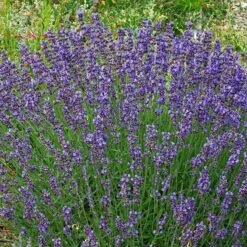 Vera English Lavender -Garden Wonders lavandula angustifolia vera cc 1