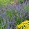 Vera English Lavender -Garden Wonders lavandula angustifolia vera eriogonum umbellatum proliferum cropped cc 1