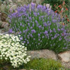 Wee One Dwarf English Lavender -Garden Wonders lavandula angustifolia wee one with melampodium leucanthum 1