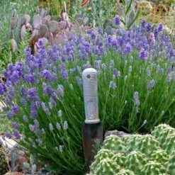 Wee One Dwarf English Lavender -Garden Wonders lavandula angustifolia wee one with trowel for size cc 1