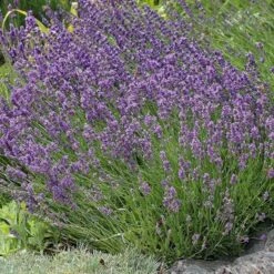 Buena Vista English Lavender 7 Buena Vista English Lavender -Garden Wonders lavandula buena vista lavender garden 2