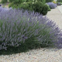 Grosso French Lavender -Garden Wonders lavandula grosso 63152 web 3 1 1