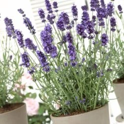 Hidcote Blue English Lavender -Garden Wonders lavandula hidcote lavender pot 1