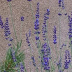 Gros Bleu French Lavender -Garden Wonders lavandula inter gros bleu close up 1