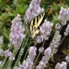 Miss Katherine English Lavender -Garden Wonders lavandula miss katherine lavender swallowtail butterly linda bosshart 1 1