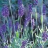 Mitcham Gray English Lavender 2 Mitcham Gray English Lavender -Garden Wonders lavandula mitcham gray 63116 9 2