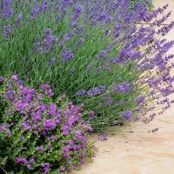 Dark Violet Skullcap (Scutellaria) -Garden Wonders lavandula pastor pride scutellaria violet cloud