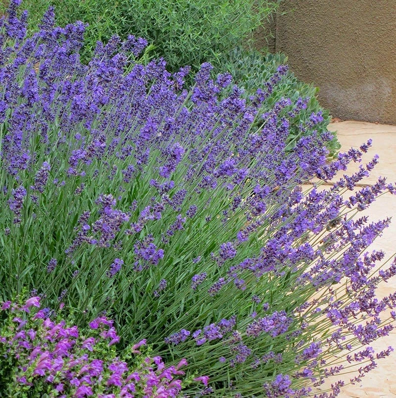 Pastor's Pride English Lavender 3 Pastor's Pride English Lavender