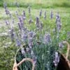 Sensational!™ Lavender -Garden Wonders lavandula sensational lavender