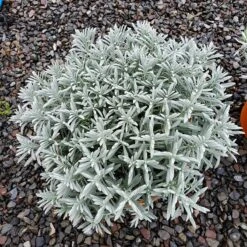 Sensational!™ Lavender 8 Sensational!™ Lavender -Garden Wonders lavandula sensational 1