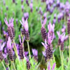 Purple Ribbon Spanish Lavender -Garden Wonders lavandula stoechas purple ribbon spanish lavender flowers 1