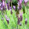 Purple Ribbon Spanish Lavender -Garden Wonders lavandula stoechas purple ribbon spanish lavendr