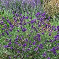 FlowerKisser® After Midnight English Lavender -Garden Wonders lavandula angustifolia after midnight whole plant cropped 1