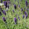 Hidcote Blue English Lavender 2 Hidcote Blue English Lavender -Garden Wonders lavandula angustifolia hidcote blue lavender enlgish blue cropped
