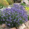 Thumbelina Leigh Dwarf English Lavender -Garden Wonders lavandula angustifolia thumbelina leigh web 1