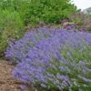 Blue Cushion English Lavender -Garden Wonders lavandula blue cushion garden 10958 3