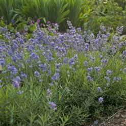 Blue Cushion English Lavender -Garden Wonders lavandula blue cushion walters gardens cropped