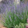 Gros Bleu French Lavender 1 Gros Bleu French Lavender -Garden Wonders lavandula intermedia 63156 1 web 5