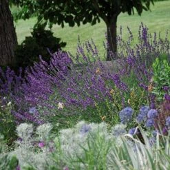 Sharon Roberts English Lavender -Garden Wonders lavandula sharon roberts 1