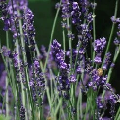Sharon Roberts English Lavender -Garden Wonders lavandula sharon roberts 2 1