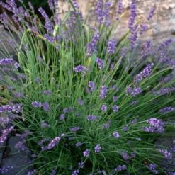 Sharon Roberts English Lavender -Garden Wonders lavandula sharon roberts 1 1 1