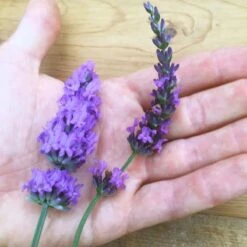 Sensational!™ Lavender 9 Sensational!™ Lavender -Garden Wonders lavender phenomenal flower hand