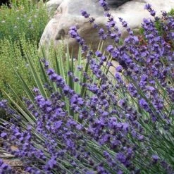 Sharon Roberts English Lavender -Garden Wonders lavender sharon roberts 1
