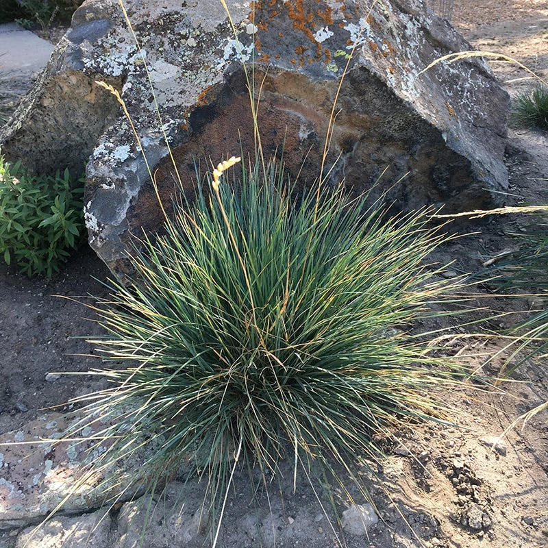 Basin Junior Wildrye 3 Basin Junior Wildrye