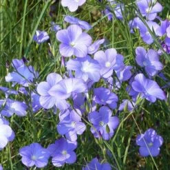 Spanish Blue Flax (Linum) -Garden Wonders linum narbonense spanish blue flax 1 cropped