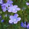 Spanish Blue Flax (Linum) -Garden Wonders linum narbonense spanish blue flax 2 cropped