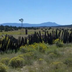 Little Prairie Native Wildflower Seed Mix -Garden Wonders little prairie mix bouteloua gracilis meadow