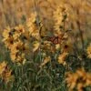 Little Prairie Native Wildflower Seed Mix -Garden Wonders little prairie wildflowers with monarch flowers