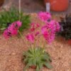 Little Raspberry Lewisia 1 Little Raspberry Lewisia -Garden Wonders little raspberry lewisia 1