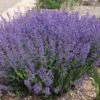 Little Trudy® Nepeta -Garden Wonders little trudy nepeta bush undaunted garden 1