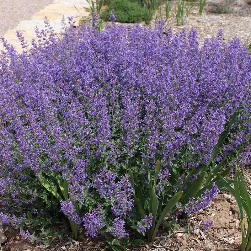 Little Trudy® Nepeta 3 Little Trudy® Nepeta