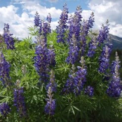 High Country Meadow Native Wildflower Seed Mix -Garden Wonders lupine mountainside
