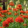 Maltese Cross (Silene) -Garden Wonders lychnis chalcedonica 1