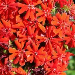 Maltese Cross (Silene) 6 Maltese Cross (Silene) -Garden Wonders lychnis chalcedonica 2