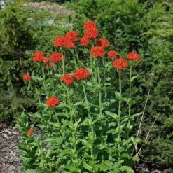 Maltese Cross (Silene) 7 Maltese Cross (Silene) -Garden Wonders lychnis chalcedonica 3