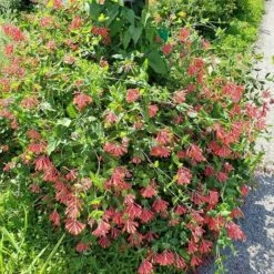 Major Wheeler Honeysuckle Vine -Garden Wonders major wheeler honeysuckle vine 2 1